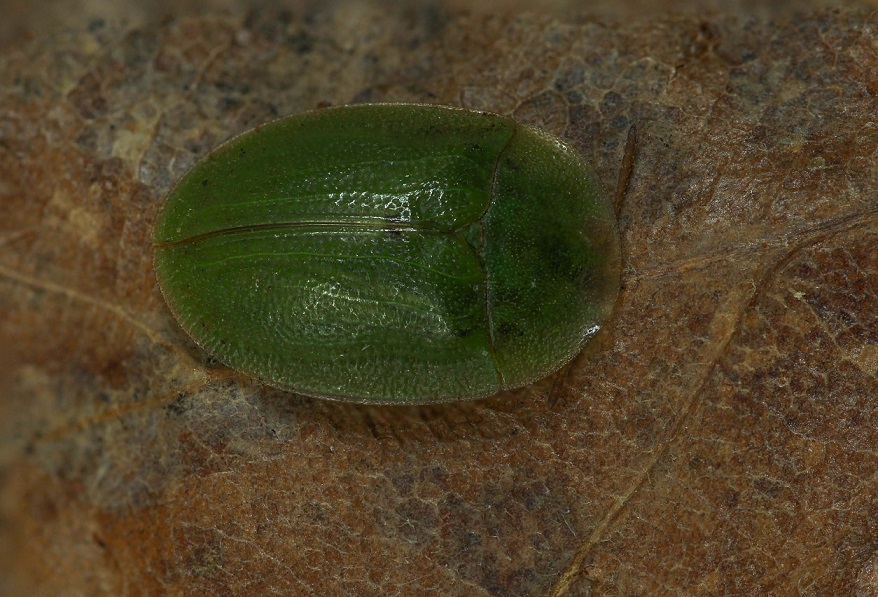 Chrysomelidae: Cassida sp.